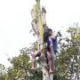 Arek Blitar Ini Bikin Geger, Diam Saja Tersangsang di Atas Pohon, Ternyata Semaput