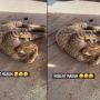 Viral Seekor Kucing Naik Kapal Tepar Mabuk Laut, Warganet: Lupa Minum Antimo