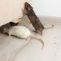 7 Cara Mencegah Leptospirosis, Perketat Proteksi Diri dan Disiplin Jaga Kebersihan