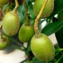 9 Manfaat Buah Kedondong, Bisa Mencegah Penuaan Dini!