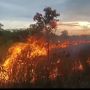 Hutan TNWK Kebakaran, Tujuh Jam Api Belum Bisa Dipadamkan