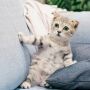 Begini Cara agar Kucing Berhenti Menggaruk Sofa, Lihat Hasilnya setelah 7 Hari