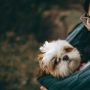 Viral Anjing Masuk Pasar Swalayan Berujung Adu Debat Wanita Berhijab dengan Petugas Keamanan, Netizen Terbelah Dua