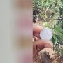 Viral Kurir Buang Duit Rp 100 ke Kolam, Warganet: Gak Menghargai Uang!