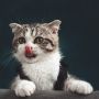 Kenapa Kucing Suka Menjatuhkan Barang? Berikut 4 Alasan dan Cara Mengatasinya