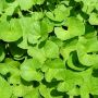 Banyak Dipakai Produk Perawatan Kulit, Ini 6 Manfaat Centella Asiatica