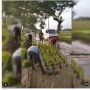 Tak Kunjung Diperbaiki, Warga Jember Tanam Padi hingga Pohon Pisang di Jalan Rusak