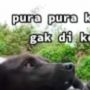 Viral, Pria ini Bagikan Tips Dikejar Anjing, Jadikan Kawan Jangan Lawan