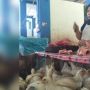 Persediaan Kurang Bikin Harga Ayam Broiler di Agam Naik
