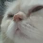 Perjalanan Kisah Hidup Si Kucing Messi
