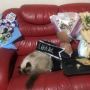 Pelihara Kucing dari Kelas 1 SD Sampai S1, Usianya Bikin Warganet Kagum: Panjang Umur!