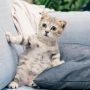 Cara Merawat Kucing Demam Berdasarkan Penyebabnya