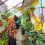 Budidaya Tanaman Herbal, Emak-emak Binaan Pupuk Kaltim Raup Omset Ratusan Juta