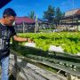 Dari Tanaman Selada, Ma'ruf Bisa Raup Rp 10 Juta Perbulan Meski dengan Keterbatasan