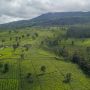 Perkebunan Teh di Jawa Barat Menjadi yang Terluas di Indonesia