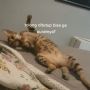 Viral Reaksi Kucing saat Diminta Tutup Aurat Gegara Posisi Rebahan, Publik: Halal Mode