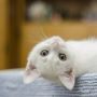 Cara Mengobati Jamuran Pada Kucing Berdasar Penyebabnya