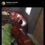 Beredar Foto Hidangan Babi Guling di Meja, Publik Salfok Lihat Bagian Ini