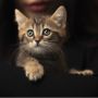 Manfaat Memiliki Kucing yang Berperan Penting Menjaga Kesehatan Mental