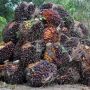 Harga Sawit Riau Turun, Sepekan ke Depan Rp 3.606 per Kilogram