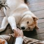 5 Penyebab Anjing Tidak Mau Makan dan Cara Mengatasinya dengan Tepat