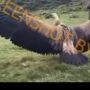 CEK FAKTA: Viral Video Penampakan Burung Garuda, Benarkah?