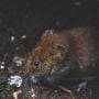 7 Cara Cepat Mengusir Tikus dari Rumah Paling Efektif dan Aman