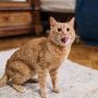 4 Manfaat Steril Kucing Jantan Selain Berhenti Bereproduksi