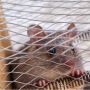 Cara Membuat Perangkap Tikus dengan Ember, Mudah dan Aman
