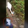 Apes, Kurir Ini Dikejar dan Disosor Angsa saat Antarkan Paket