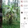 Viral Video Pria Berseragam Satpam Menari di Bawah Pohon Pisang Diiringi Lagu India