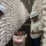 Sidak ke Gudang, Pupuk Indonesia Pastikan Stok dan Distribusi Pupuk Subsidi Aman