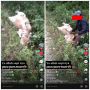 Sapi Tergeletak di Selokan Pinggir Jalan, Dikira Mati, Endingnya Malah Plot Twist