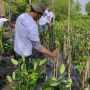 BRIN Dukung Upaya Rehabilitas Mangrove di Indonesia Melalui Pengembangan Teknologi