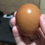 Cewek Masak Telur Ceplok, Aksi Tuang Minyak Bikin Panas: Tutorial Dikutuk Emak