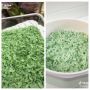 Viral Beras Hijau Terbuat dari Bambu, Punya Segudang Manfaat dan Cocok untuk Diet