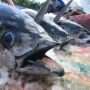Sulawesi Utara Ekspor Ikan Tuna Beku ke Amerika Serikat