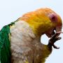 5 Jenis Burung Lovebird Lengkap dengan Ciri Khas dan Habitatnya, Bisa Jadi Hewan Peliharaan yang Menggemaskan