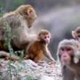 Ngeri! Tawuran Antar Geng Monyet Teror Kota di Thailand, Jumlahnya Ribuan