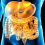 Mengenal Sistem Pencernaan Manusia dan Fungsi Tiap Organ, Mulai dari Mulut hingga Usus Besar