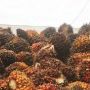 Harga Minyak Sawit Mentah dan Tandan Buah Segar Naik