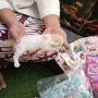 Viral Pria Bikin Prosesi Khusus Pemberian Nama Bayi Kucing, Warganet: Kucing Sultan
