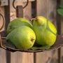 4 Manfaat Buah Pir Bagi Kesehatan yang Jarang Disadari, Bisa Cegah Kanker!