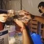 Viral Warung Jual Jajanan Gurita Hidup, Pas Disajikan Masih Berenang di Kuah Saus