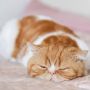 7 Tips Mudah Mengatasi Kebiasaan Kucing yang Suka Naik ke Kasur, Lakukan Ini Agar Efektif