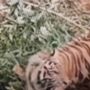 Penampakan Harimau Resahkan Warga Bengkalis, BBKSDA: Tolong Jangan Pasang Jerat