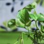 Manfaat Daun Sirih untuk Kesehatan, Bisa Membantu Mencegah Diabetes Juga Lho