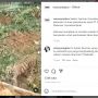 Viral, Ekskavator Mau Perluasan Lahan Sawit Dihadang Harimau, Warganet: Sedih Banget