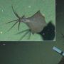 Ilmuwan Temukan Cumi-cumi Penghuni Laut Terdalam, Berenang Sedalam 6.200 Meter