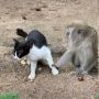 Drama Korea Lewat! Viral Asmara 'Dua Dunia' Monyet dan Kucing, Warganet: The Real Malu-malu Kucing